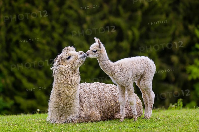 One white female Alpaca (Vicugna pacos) lies a on a fresh green meadow, one young stands next to her. A green forest in the distant background