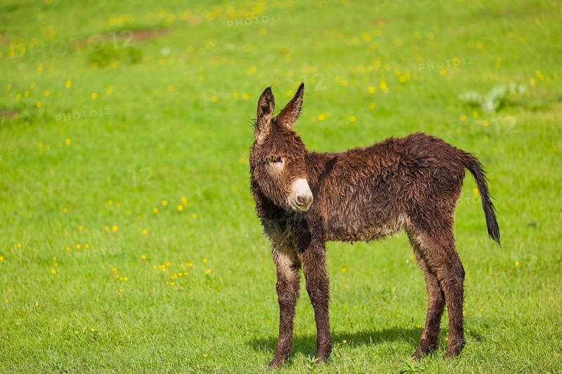 A mixed breed donkey foal stands in a meadow and stretches itself
