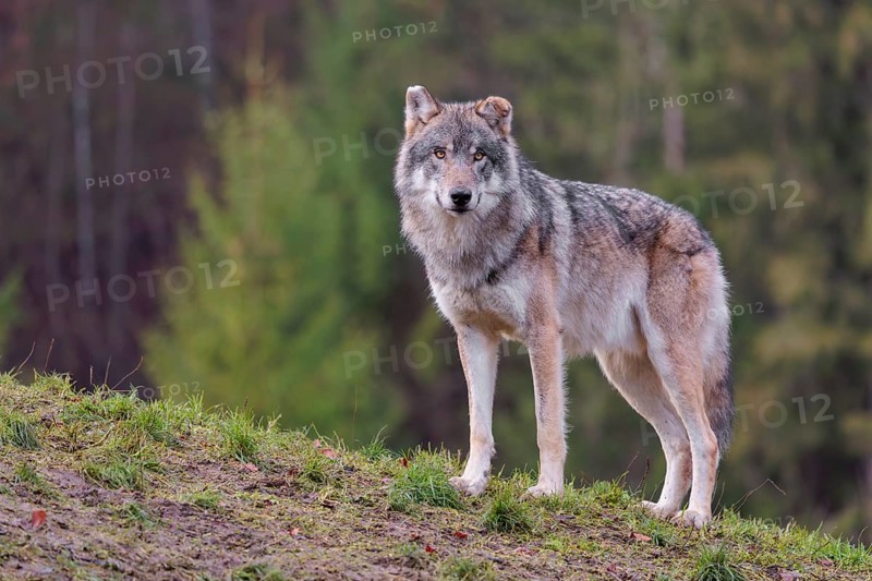 An adult male grey wolf (Canis lupus lupus) stands on a sloping meadow on a hill and observes the surroundings. A forest can be seen in the background