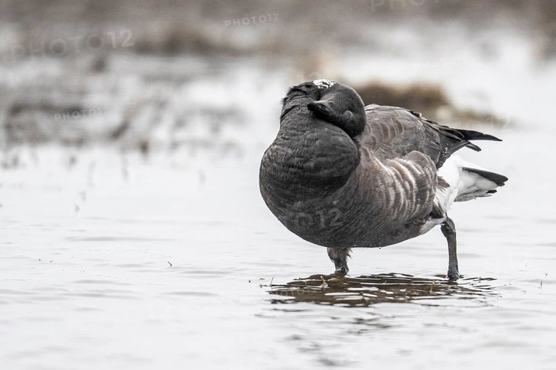 Brent goose (Branta bernicla), Amrum, Schleswig-Holstein, Germany, Europe