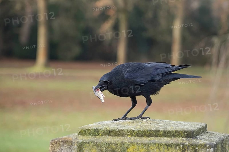 A crow (Corvus corone) with a prey fish in its beak on a stone bridge pillar in a green environment, Hesse, Germany, Europe