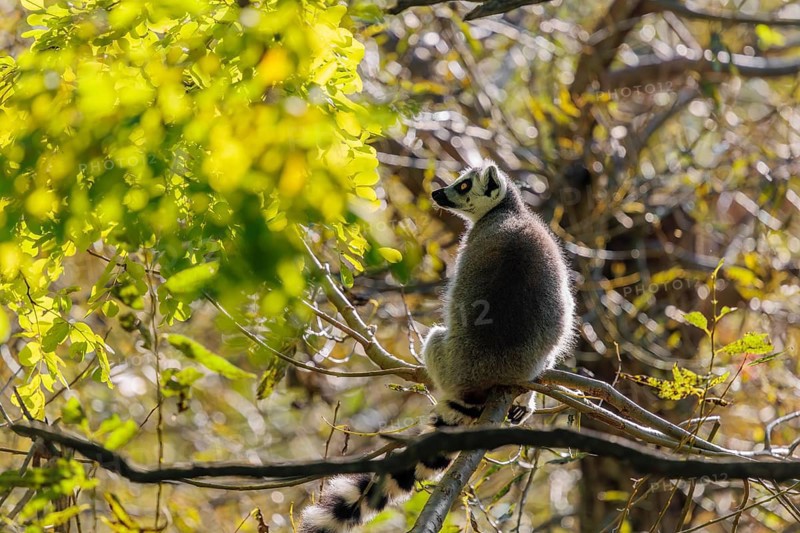 A ring-tailed lemur (Lemur catta) sits high up in a tree on a branch between fresh green leaves