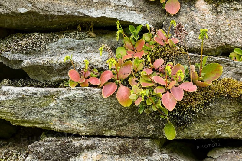 Caucasus forest thicket (Chiastophyllum oppositifolium) on a wall, Erzgebirge, Saxony, Germany, Europe