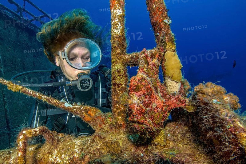 Diver looking at frogfish Giant frogfish (Antennarius commersoni) in wreck shipwreck KT Mawar off the north coast of Mauritius near Grand Baie, Indian Ocean, Pereybére, Mauritius, Africa