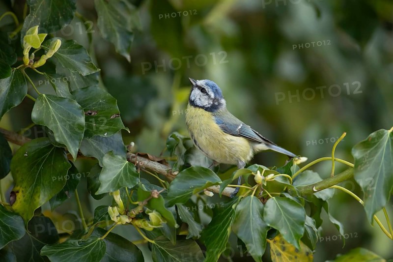Blue tit (Cyanistes Caeruleus) adult bird on an Ivy tree branch, England, United Kingdom, Europe