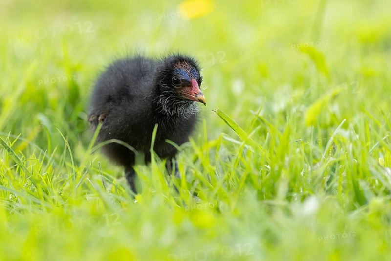 Common moorhen or Waterhen (Gallinula chloropus) juvenile baby chick bird amongst grass, England, United Kingdom, Europe