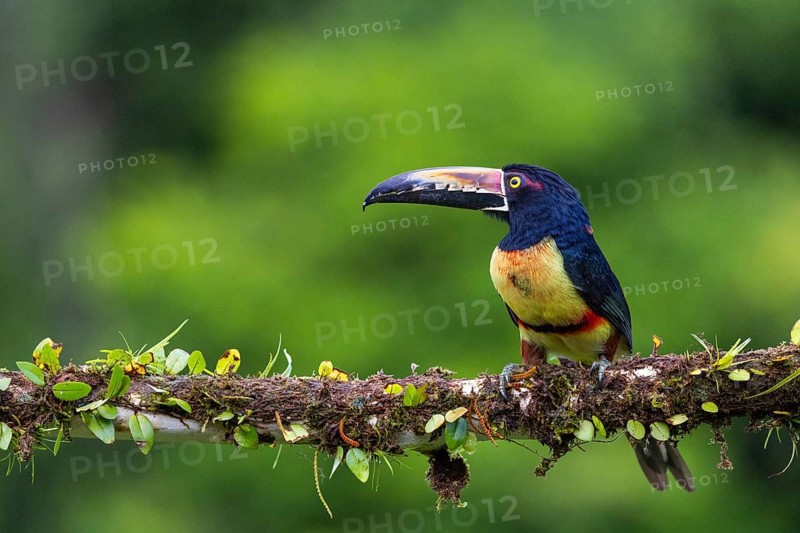 Collared Aracari (Pteroglossus torquatus), Toucans (Ramphastidae), Laguna del Lagarto Lodge, Alajuela, Costa Rica, Central America
