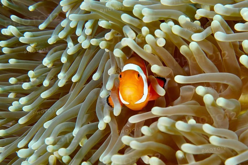 A curious Ocellaris Clownfish (Amphiprion ocellaris), Nemo, peers out of a sea anemone, surrounded by soft tentacles, dive site Coral Garden, Menjangan, Bali, Indonesia, Asia