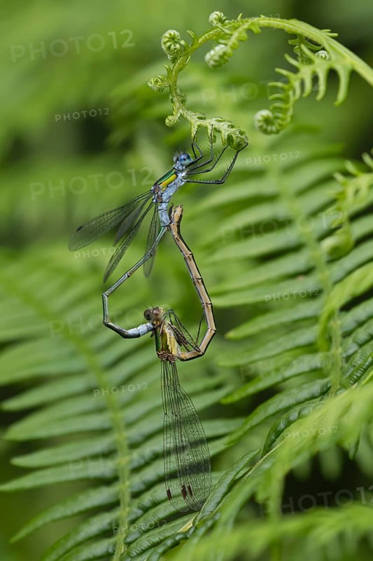 Emerald damselfly (Lestes sponsa) adult male and female insects mating on a Bracken plant leaf in the summer, England, United Kingdom, Europe