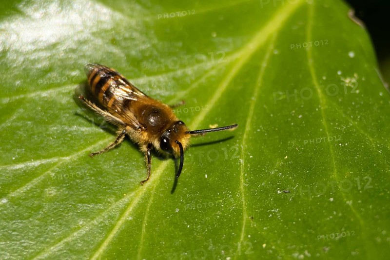 Ivy bee (Colletes hederae) adult insect on an ivy plant leaf in the summer, England, United Kingdom, Europe