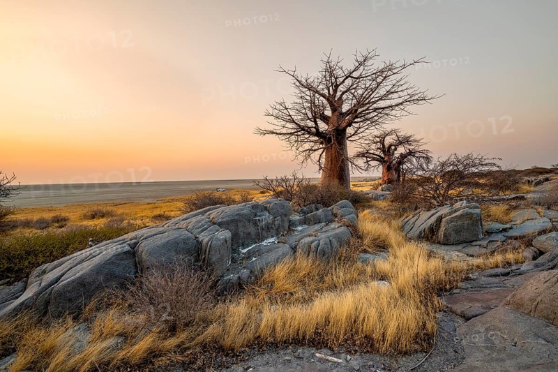 African baobab (Adansonia digitata), several trees between stones at sunrise, Kubu Island (Lekubu), Sowa Pan, Makgadikgadi salt pans, Botswana, Africa