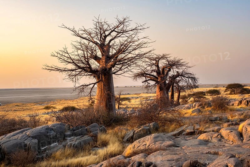 African baobab or baobab tree (Adansonia digitata), several trees at sunrise, Kubu Island (Lekubu), Sowa Pan, Makgadikgadi salt pans, Botswana, Africa