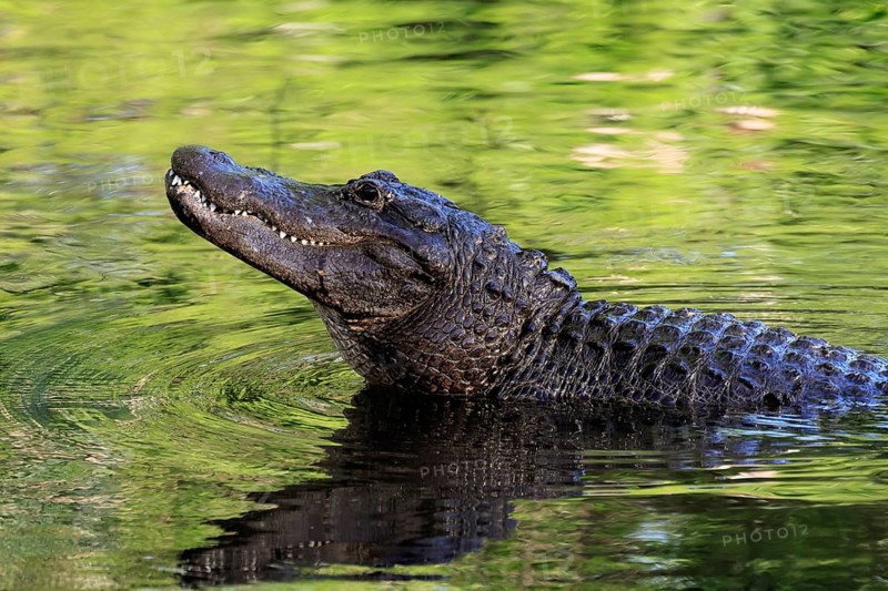 Mississippi Alligator (Alligator mississippiensis), pike alligator, adult, friendly, portrait, smiling, courtship, courtship, advertising, in water, Florida, USA, North America