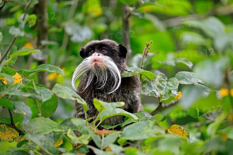 Emperor bearded tamarin (Saguinus imperator subgrisescens), adult, on tree, portrait, alert, South America