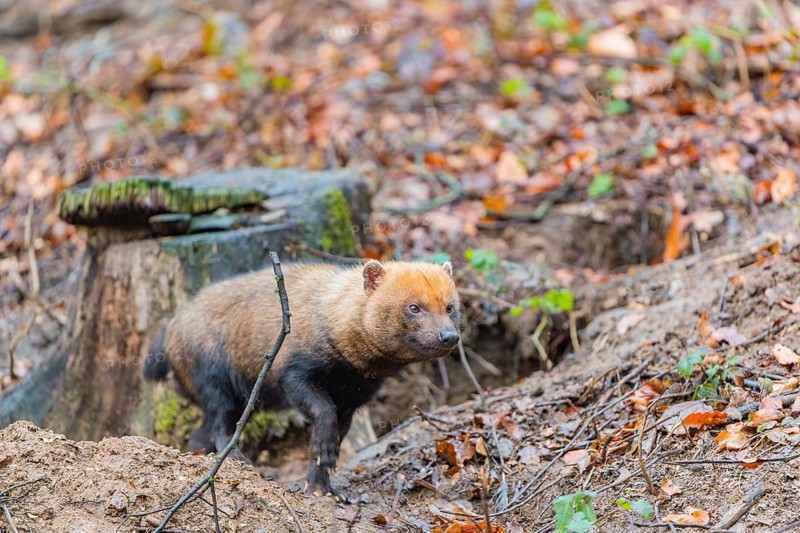 One Bush dog (Speothos venaticus) walking thru deforested area with dead leaves on the hilly ground in a former forest. Near threatened. Suriname, Guyana, Brazil and Peru, South America
