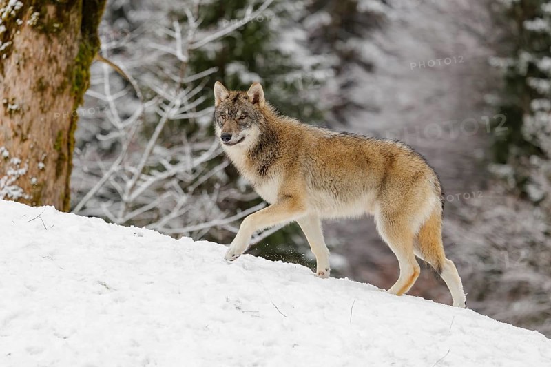 A young grey wolf (Canis lupus lupus) runs across the sloping, snow-covered meadow at the edge of a forest on a cold, cloudy day