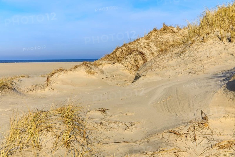 Marram Grass on a dune, in the background the north beach and the sea of Norderney, Lower Saxony, Germany, Europe