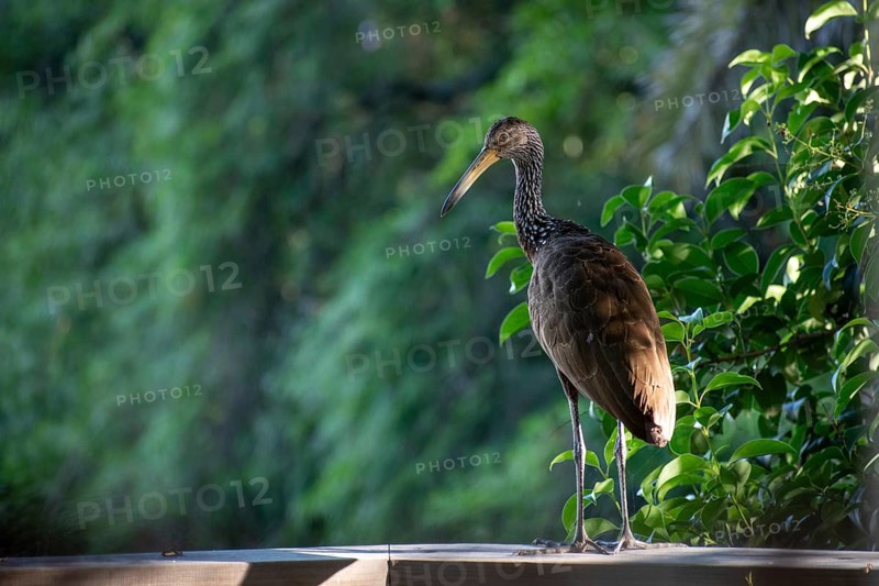 Wattled crane (Aramus guarauna) in the Reserva Ecologica Costanera Sur nature reserve, Buenos Aires, Argentina, South America
