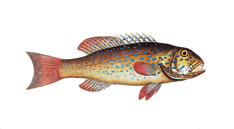 Fish, Fishes, Ballan wrasse family, Bodianus maculatus, the maculated Bodian, Historical, digitally restored reproduction from a 19th century original, Record date not stated