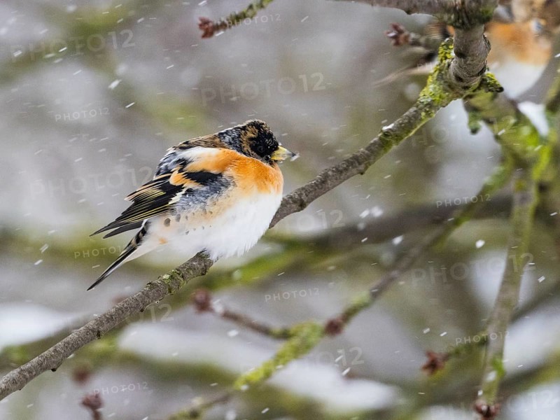 Brambling (Fringilla montifringilla), male adult bird sitting on a branch with its feathers fluffed up against the cold, surrounded by snowflakes in the wintertime, North Hesse, Germany, Europe