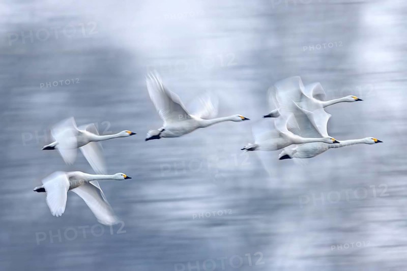 Bewick's swans, tundra swan (Cygnus bewickii) flock flying past trees in early morning mist in winter