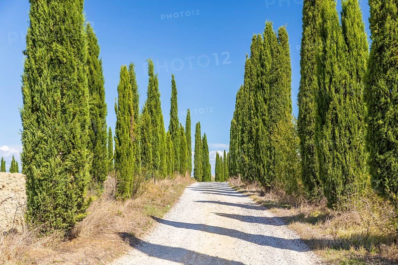 Avenue of cypress trees (Cupressus sempervirens) near Siena, Tuscany, Italy, Europe