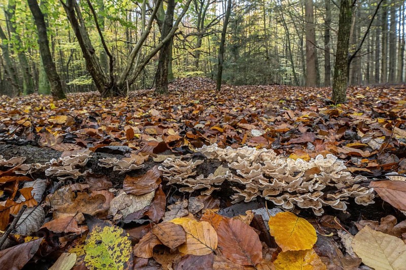 Oak layer fungus (Stereum gausapatum), Emsland, Lower Saxony, Germany, Europe
