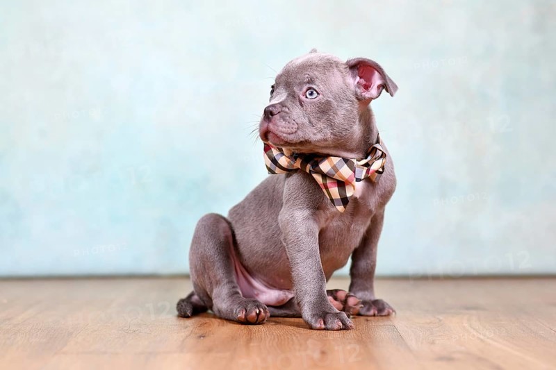 Cute healthy Chondrodysplasia free French Bulldog dog puppy with long nose and tail sitting in front of studio background