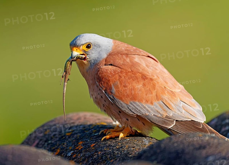 Male lesser kestrel (Falco naumanni) with prey, lizard, Psammodromus hispanicus, Extremadura, Spain, Europe