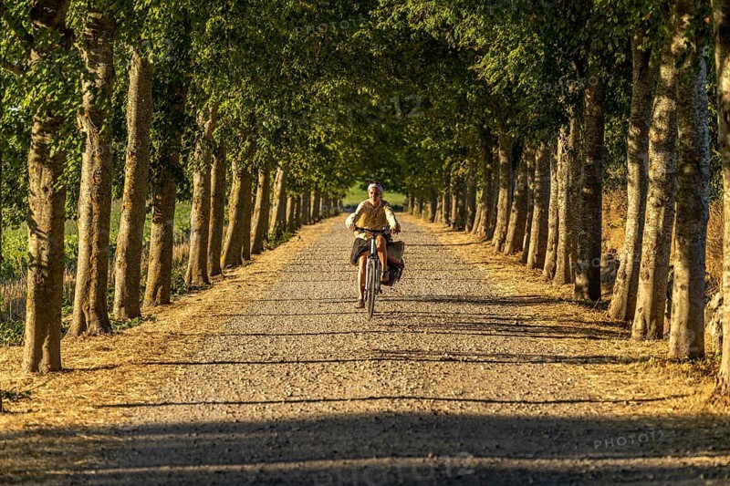 Bicycle on an avenue, Langeland Island, Denmark, Europe