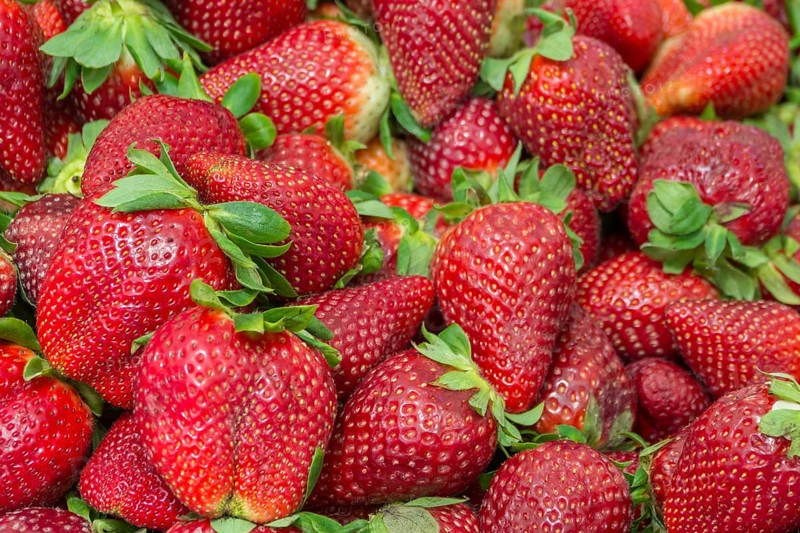 Fresh red strawberries with green leaves, lush and juicy, Majorca, Balearic Islands, Spain, Europe