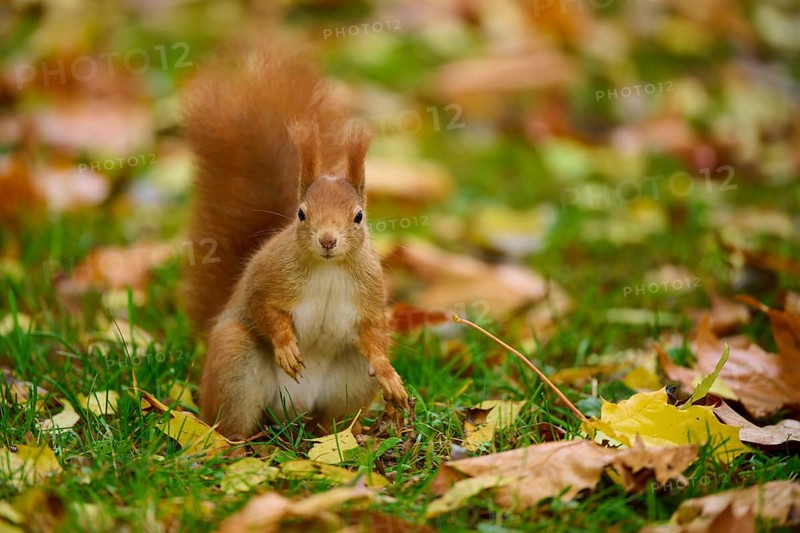 Eurasian squirrel (Sciurus vulgaris), sitting attentively in a meadow, with colourful autumn leaves, Baden-Württemberg, Germany, Europe