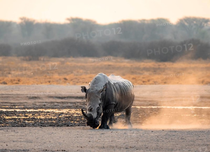 Southern white rhinoceros (Ceratotherium simum simum), rhino coming out of mud bath, stirring up dust, in the evening light, Khama Rhino Sanctuary, Serowe, Botswana, Africa