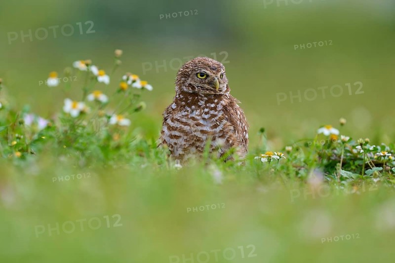 Burrowing owl (Speotyto cunicularia), sitting in a meadow and observing the surroundings, Pembroke Pines, Florida, USA, North America