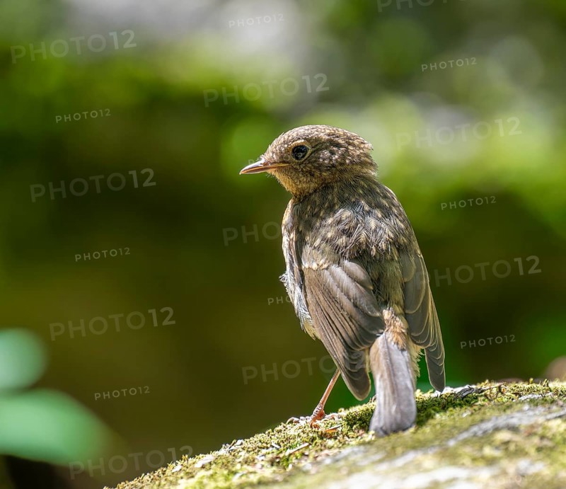 European robin (Erithacus rubecula), young bird standing on a mossy stone, Germany, Europe