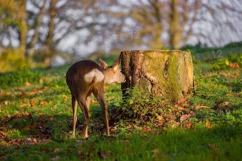 A female roe deer (Capreolus capreolus) sniffs a tree stump at sunrise