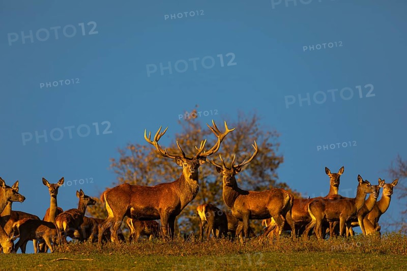A herd of red deer (Cervus elaphus) standing on a meadow, with autumnal trees and blue sky behind them