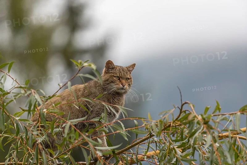 One European wildcat, Felis silvestris silvestris, sitting in a green weeping willow tree. Green leaves all around. Mountains and grey sky in the background