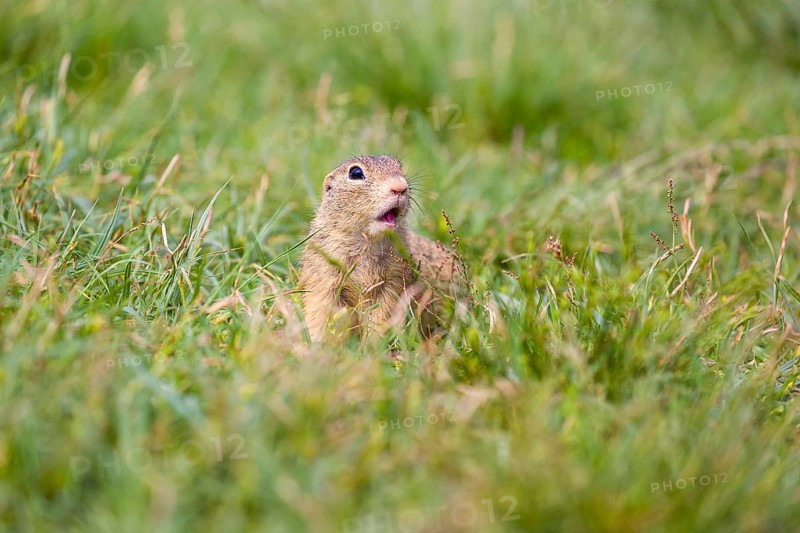 A European ground squirrel (Spermophilus citellus) or European souslik sits in green gras, looking for food