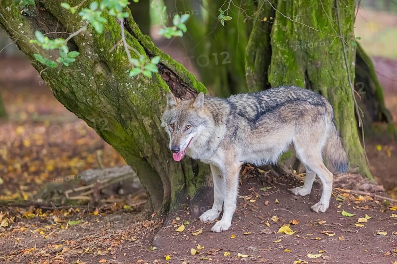 One adult male eurasian gray wolf (Canis lupus lupus) standing in front of an old split tree at a forest edge