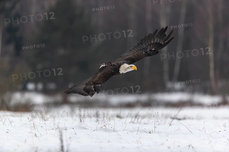 One Bald Eagle, Haliaeetus leucocephalus, flying over a snowy meadow with a birch tree forest in the background on an overcast winter day