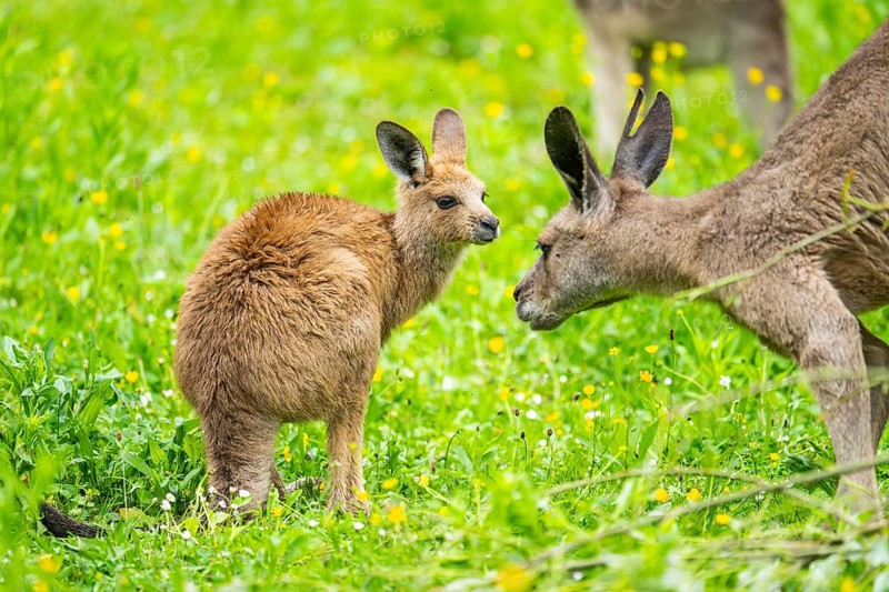 Eastern grey kangaroo (Macropus giganteus) on a meadow, Bavaria, Germany, Europe