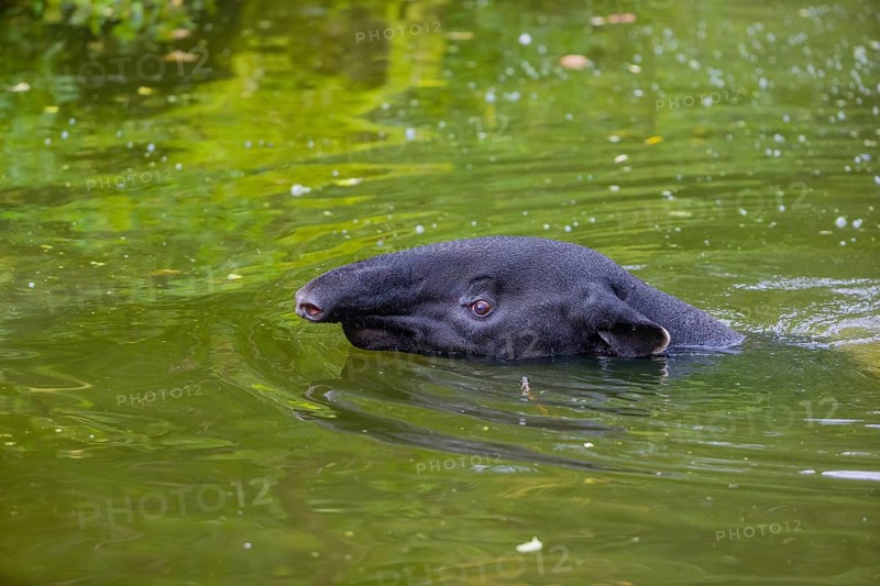 A Malayan tapir (Acrocodia indica) swims in a river