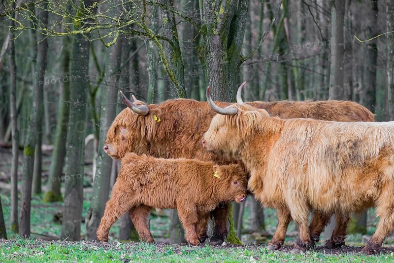 A family of Highlands (Bos (primigenius), a bull, a cow and a calf stand at a forest edge