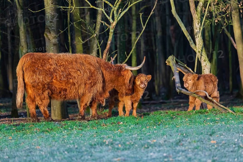 One Highland cow (Bos (primigenius) taurus) and two calves stand at a forest edge. The cow licks clean one of the calves
