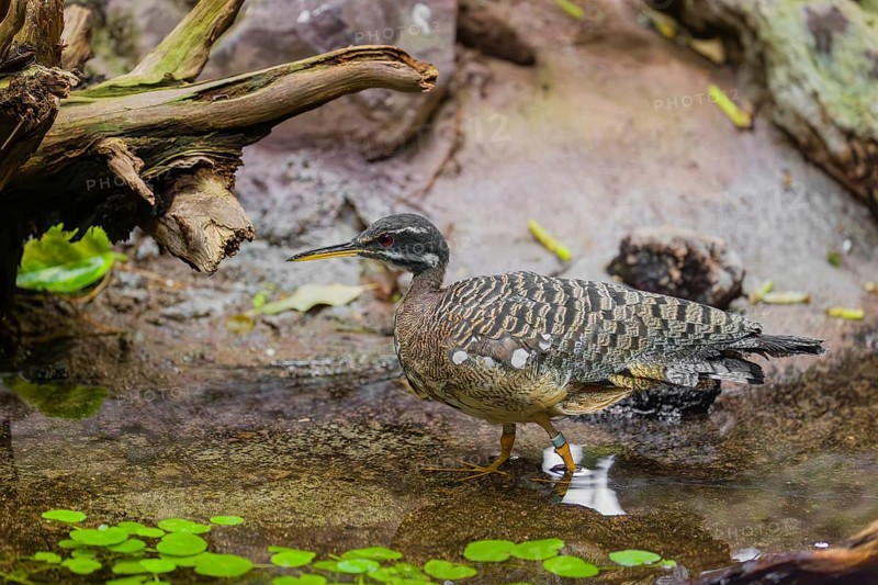 A sunbittern (Eurypyga helias) walks through a shallow creek in a forest searching for food