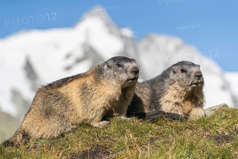 Two adult Alpine Marmot, Marmota marmota, standing on green grass. Side view portrait. Clear blue sky and Grossglockner mountain in the background. Grossglockner high alpine road, Hohe Tauern National Park