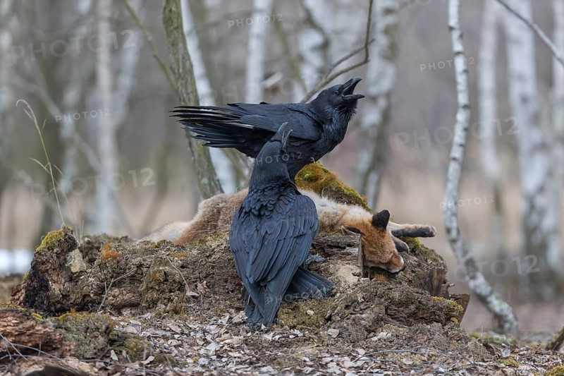 Two common raven (Corvus corax), fighting and feeding on the carcass of a red fox lying on stones in a forest of birch trees