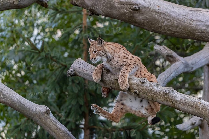 One Eurasian lynx, (Lynx lynx), climbing on a fallen tree, trying to keep the balance. Green vegetation in the background