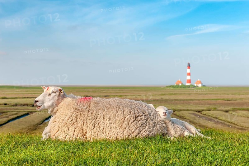 A sheep and a white lamb lie contentedly on a dyke by the North Sea, with the Westerheversand lighthouse in the background, Westerhever, Eiderstedt peninsula, Schleswig-Holstein, Germany, Europe